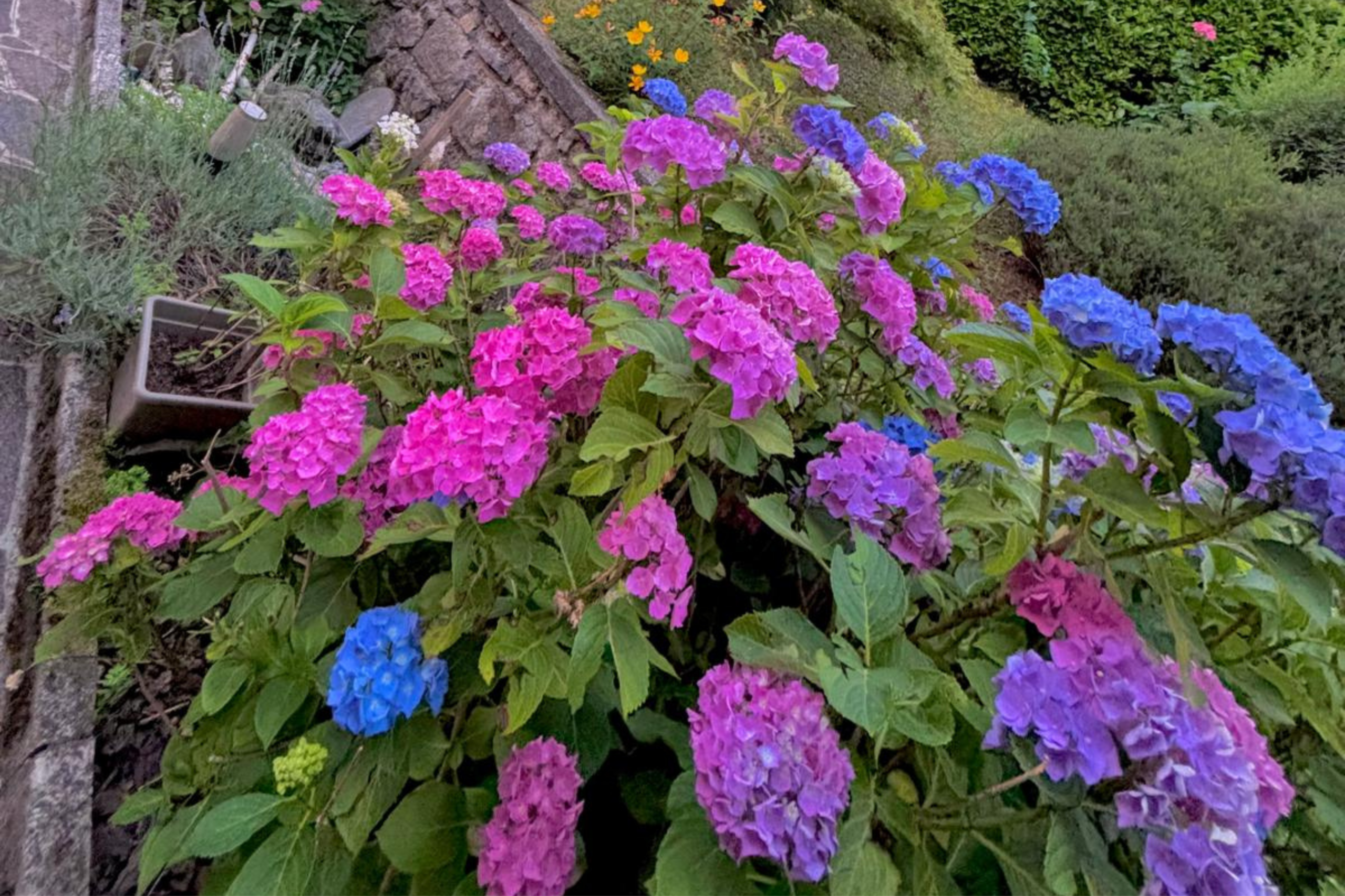 aiuole e fioriture